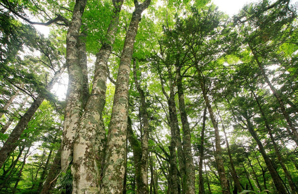 日本自杀森林之谜 青木原树海为什么成为日本自杀圣地