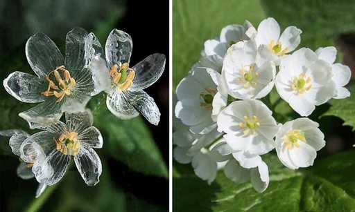 24张令人大开眼界罕见照片 什么花遇水变透明